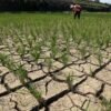 Kemarau Meluas Petani di Kabupaten Bekasi Terancam Gagal Panen.