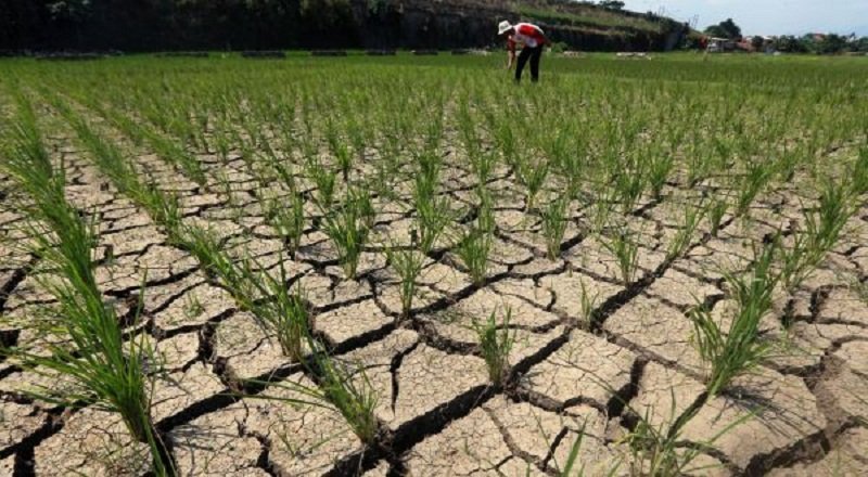 Kemarau Meluas Petani di Kabupaten Bekasi Terancam Gagal Panen.