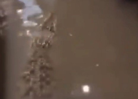 Heboh Kabar Buaya di Babelan, Akun Penyebar Berita Malah Menghilang, Hoax?