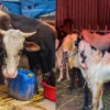 Jelang Ramadhan, Vaksinasi Massal Dikebut! Pemkab Bekasi Lawan PMK