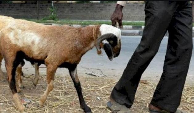 Maling Kambing di Tambun Utara, Dua Pemuda Gasak Hewan Ternak dalam Sekejap!