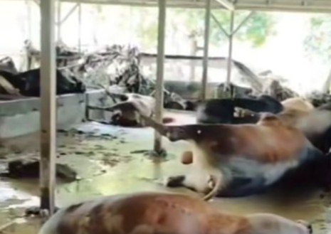 Dari Sapi Hilang hingga Puskeswan Terendam, Upaya Kementan Atasi Dampak Banjir di Bekasi