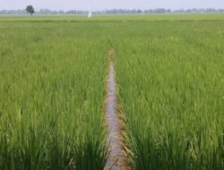 Infrastruktur Dibenahi, Kabupaten Bekasi Siap Genjot Produksi Gabah Nasional
