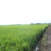 Bekasi Normalisasi 3 Sungai, 2.500 Hektare Sawah Terdampak Positif!