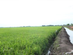 Bekasi Normalisasi 3 Sungai, 2.500 Hektare Sawah Terdampak Positif!