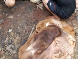 Cuan Musiman Idul Adha! Kulit Kurban di Cikarang Jadi Rezeki Berlimpah