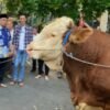 Sapi Kurban Prabowo Disalurkan di Cikarang dan Babelan, Ada yang Beratnya 1.050 Kg