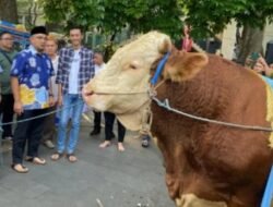 Sapi Kurban Prabowo Disalurkan di Cikarang dan Babelan, Ada yang Beratnya 1.050 Kg
