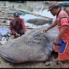Heboh! Hiu Paus Raksasa Ditemukan Mati di Perairan Muaragembong Kabupaten Bekasi