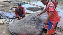 Heboh! Hiu Paus Raksasa Ditemukan Mati di Perairan Muaragembong Kabupaten Bekasi