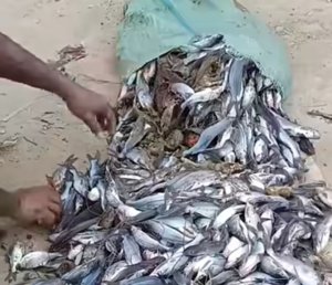 Warga Cikarang Jati, Desa Sukajaya, turun ke kali yang mengering untuk menangkap ikan saat debit air menurun drastis.