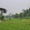 Alih zona kuning ke hijau pengaruhi pasar properti Bekasi.
