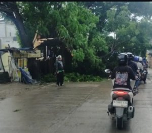 Pohon besar tumbang tutupi Jalan Industri Pasir Gombong.