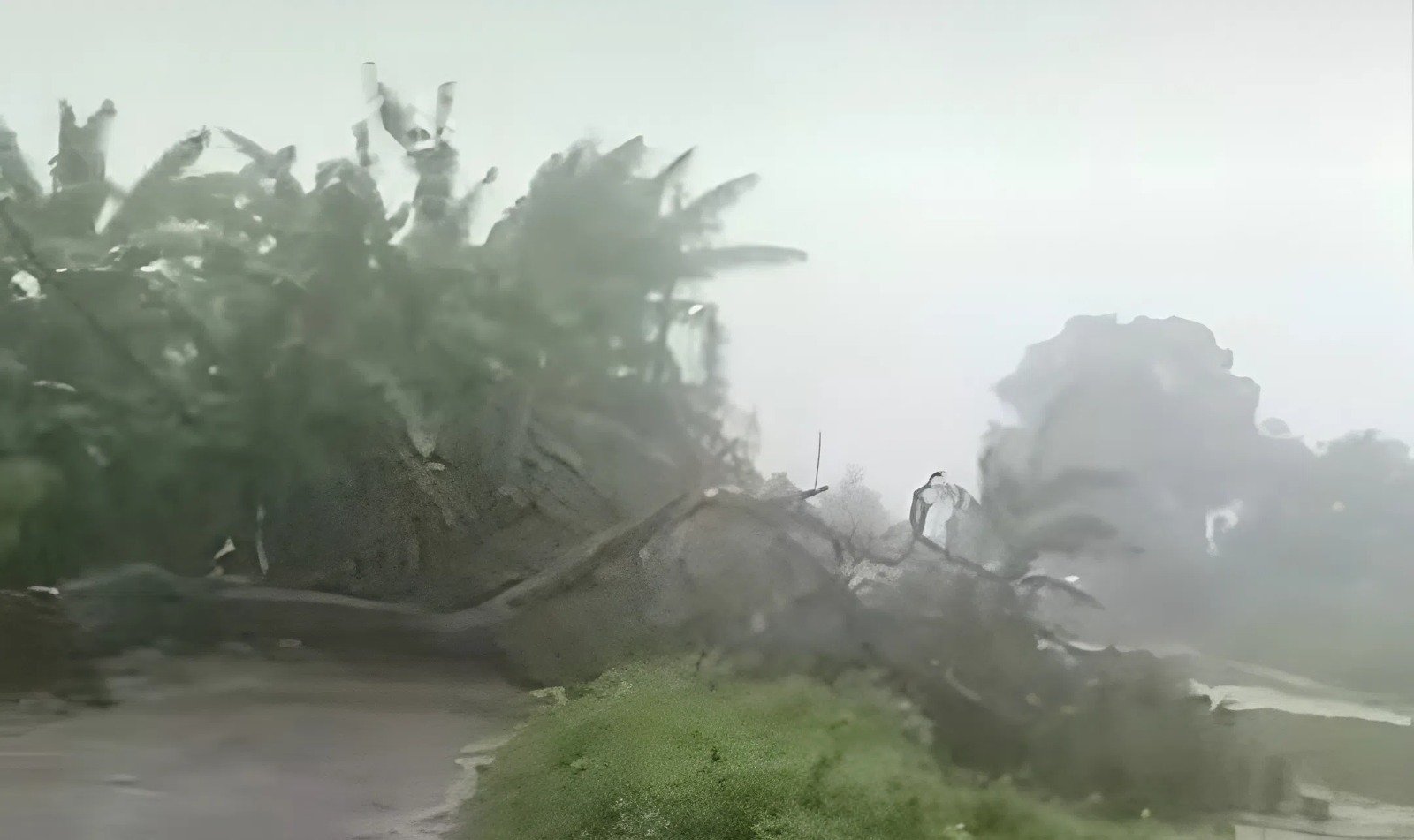 Pohon petai tumbang menutup akses Jalan Swadaya di Sukawangi, Kabupaten Bekasi.