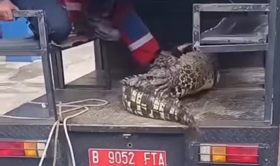 Buaya muara dievakuasi dari rumah kosong di Desa Sukatenang, Bekasi.
