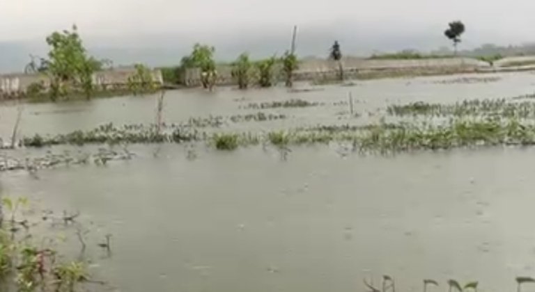 BPBD Kabupaten Bekasi mencatat sekitar 2.087 hektare lahan pertanian terdampak banjir.