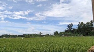 Banjir di Kabupaten Bekasi merendam ribuan hektar sawah dan mengancam gagal panen petani.