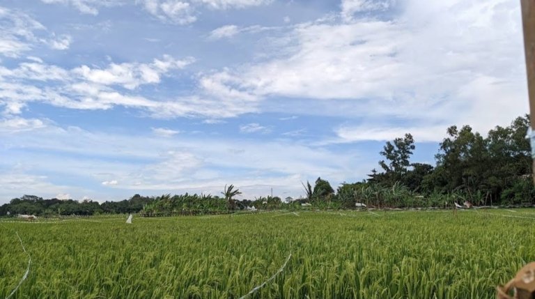 Banjir di Kabupaten Bekasi merendam ribuan hektar sawah dan mengancam gagal panen petani.