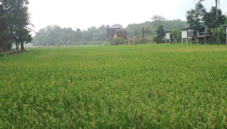Ilustrasi lahan pertanian di Kabupaten Bekasi.