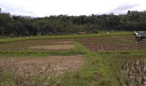 Kondisi padi siap panen yang sudah terpotong di area persawahan Pebayuran.