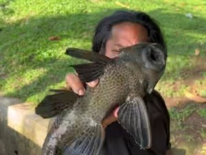 Ilustrasi aktivitas penangkapan ikan sapu-sapu di aliran kali.