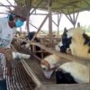 Penjualan sapi kurban di Kabupaten Bekasi mulai melambat jelang Idul Adha 2026. Kenaikan harga dan kondisi ekonomi disebut memengaruhi minat pembeli.