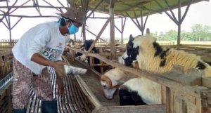 Penjualan sapi kurban di Kabupaten Bekasi mulai melambat jelang Idul Adha 2026. Kenaikan harga dan kondisi ekonomi disebut memengaruhi minat pembeli.