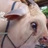 Tangkapan layar video viral seekor sapi yang tampak mengeluarkan air mata sebelum disembelih dan ramai diperbincangkan di media sosial.