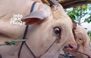 Tangkapan layar video viral seekor sapi yang tampak mengeluarkan air mata sebelum disembelih dan ramai diperbincangkan di media sosial.