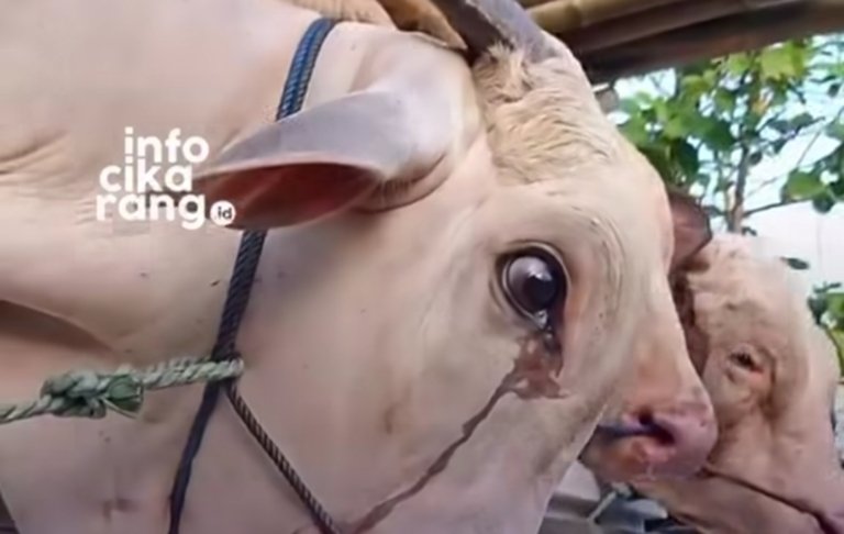 Tangkapan layar video viral seekor sapi yang tampak mengeluarkan air mata sebelum disembelih dan ramai diperbincangkan di media sosial.