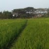 Lampu Penerangan Jalan Umum (PJU) di area persawahan Kampung Gandaria, Desa Cipayung, Cikarang Timur, ditutup menggunakan lumpur dan cat semprot oleh petani yang menganggap cahaya lampu mengganggu pertumbuhan padi.