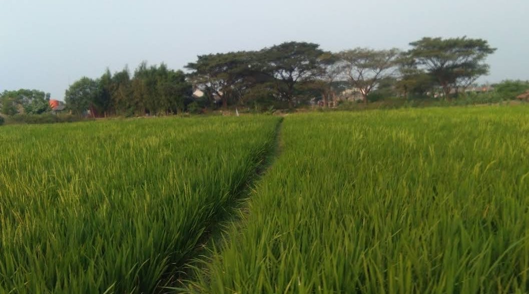 Lampu Penerangan Jalan Umum (PJU) di area persawahan Kampung Gandaria, Desa Cipayung, Cikarang Timur, ditutup menggunakan lumpur dan cat semprot oleh petani yang menganggap cahaya lampu mengganggu pertumbuhan padi.