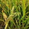Kondisi lahan pertanian di Kabupaten Bekasi mulai mengalami kekeringan akibat berkurangnya pasokan air irigasi selama musim kemarau.