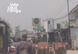 Iring-Iringan Sapi Melintas di Sukamahi Cikarang, Pengendara Diminta Bersabar